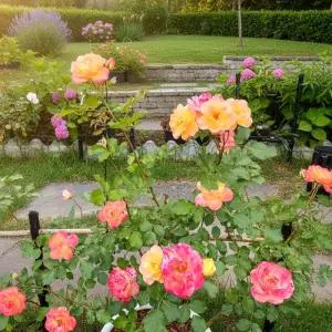 사계장미 사하라 망포트 개화주 묘목 노지월동 여름꽃 덩굴 덩쿨 넝쿨 장미묘목 (목하원예조경)