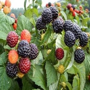 슈퍼복분자나무 묘목 블랙베리나무 2년생