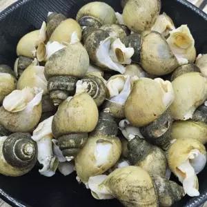 국내산 냉동 골뱅이 1kg