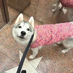 누빔조끼 대형견 꽃무늬 누빔조끼 3XL~6XL 애견 김장조끼 강아지옷 반려견 조끼