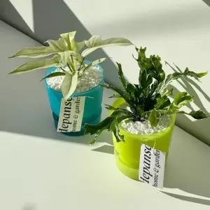 데팡스 다즐링팟 Season.1 비비드 야광 감성 행잉 실내공기정화식물 인테리어식물