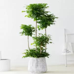 이동식 화분 선반 철제 진열대 실내 인테리어 실내