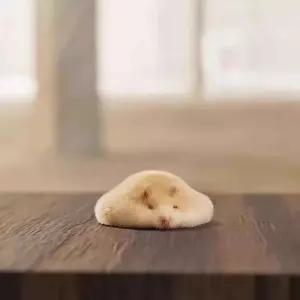 동물 인형 큰부리새 리얼 모찌 햄스터 어린이날선물 햄찌