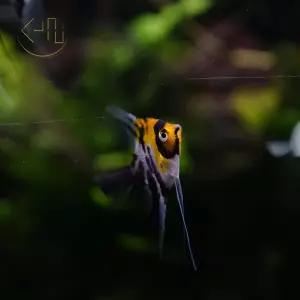 코이 엔젤 피쉬 (삼색 엔젤, 관상어, 열대어)