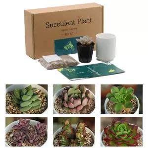 다육이 도자기화분 배양토 마사토 세트 거실 인테리어 실내식물 미니 사무실 소형 키우기쉬운 집들이선물