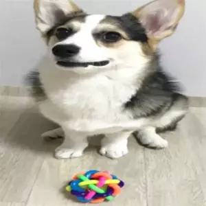 ( )애완용 딸랑이 라인볼 애견토이 강아지인형 강아지장난감딸랑이공 강아지탱탱볼 애견공