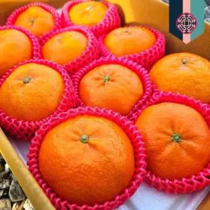 귤마을 제주 명품 레드향 선물세트 약2kg 10과