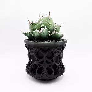 투명이중화분 용설란 특이한 덩굴 관상용 블랙 다육식물 다크 호접란