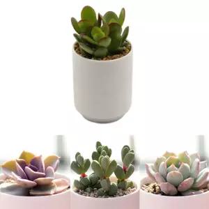 다육이 분갈이흙 미니화분 세트 미니화분 식물인테리어 화분 거실화분