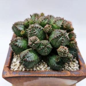 미니 오베사 다육이 사각 도자기 화분 세트