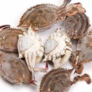 [NS홈쇼핑]서해 연평도 제철 급냉 알배기 몽당꽃게 2kg - 8~10미[35116575]