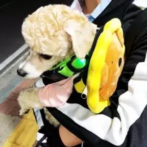 미니 펫전용 원형 하네스 Y223566 강아지산책가방 H형