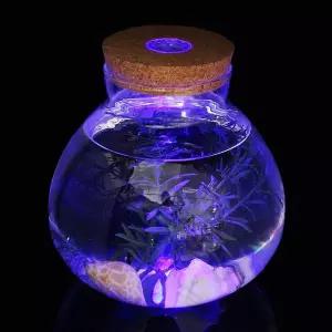 마리모 키우기 LED 유리병 반려식물 테라리움 수경식