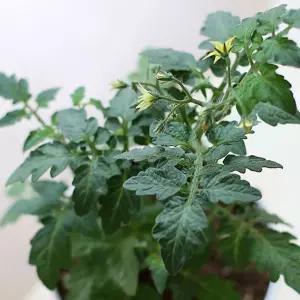 화분에 꽂는 방울토마토 씨앗 5개가드닝용품 채소 판매 반려식물키우기 베란다정원 키트 파는곳 모종 종자