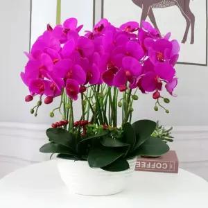 행운 호접란 서양란 난 탁상용 꽃 개업 조화화분