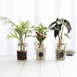 공기정화식물 개운죽 행운목 수경식물 DIY