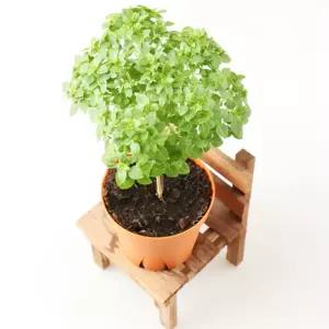 갑조네 바질트리