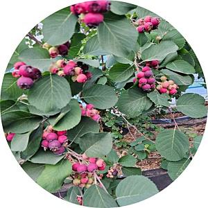 사스카툰베리/saskatoon berry/스모키/묘목/포트화분묘/유실수/과일나무