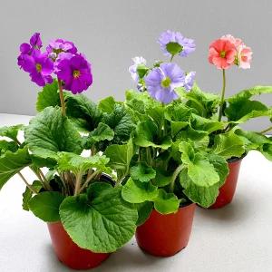 오브코니카 프리뮬러 소형 꽃 모종 봄꽃 키우기