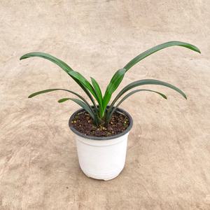 군자란 소형 모종 인테리어 식물 실내공기정화