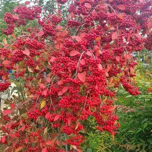 레드아로니아나무 3년생 결실주 묘목 빨간 슈퍼푸드 아로니아 정원과일나무 노지월동 (목하원예조경)