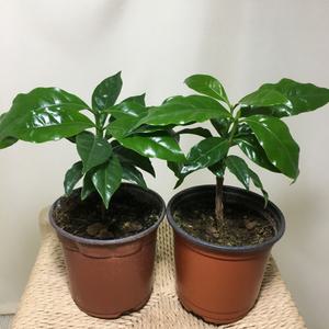 [소나무길](2개묶음) 만인의 사랑 아라비카 커피나무 소형 055 화원 농원