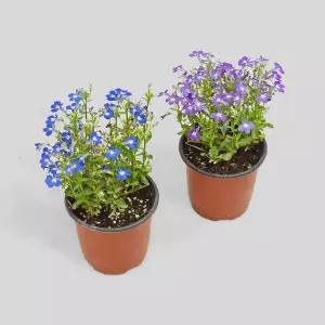 마이플랜트 로벨리아 소형 야생화 다년초 실내 인테리어 식물 꽃모종