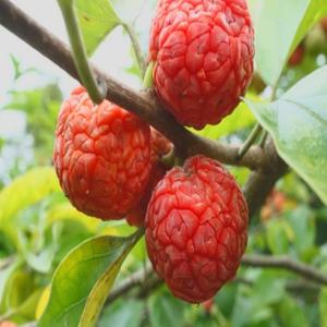 꾸지뽕나무 묘목 실생2년 10주묶음