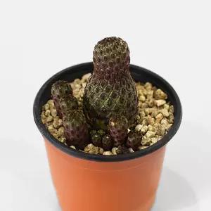 레드흑려환 소형 다육이 미니다육 멍게선인장 인테리어 반려식물