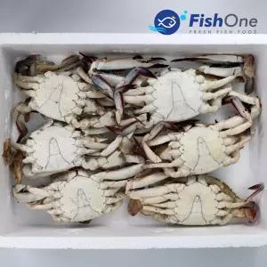 [피시원] 이력추적 살이꽉찬 국산 통 숫꽃게 2kg(5-6미)냉동