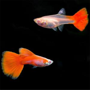 [파란수족관], 알비노 풀레드[입문용, 수2+암3] 구피