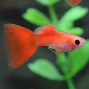 [파란수족관], 풀레드 글라스밸리 [수2+암3] 구피