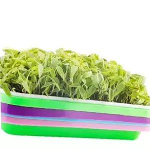 새싹 재배 트레이 실내 키우기 모종