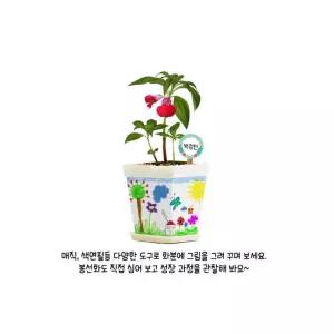 학교 유치원 유아 어린이 식물DIY 봉선화키우기 화분꾸며만들기 수업용