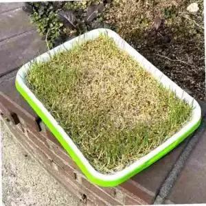 새싹 씨앗 식물재배기 트레이 모종판 키우기