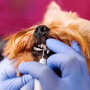 강아지 스케일링 스케일러 제거기 국산제작 치석 맞춤형 전문가용 치과