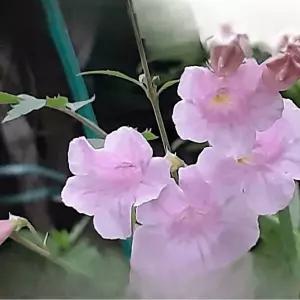 능소화 분홍 여름꽃 덩굴꽃나무 아치형 담장꽃 야생화 노지월동 정원 C01