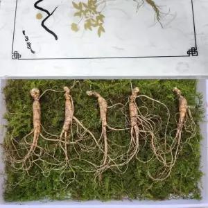 8-10년근 횡성 산양삼 선물세트 5뿌리 플러스보자기 강원도산양삼 강원도 산양 산삼 세트