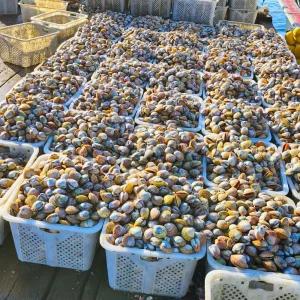 국내산 여수 검정 새조개 자연산 완전손질 샤브샤브용 500g