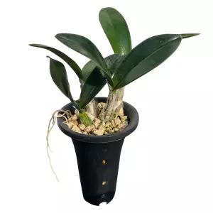 대명석곡 동양란 난 화분 반려식물 플랜테리어 고급난 우아한난 나라아트