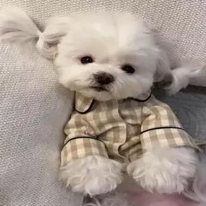 [라일리여성언더웨어] Rly BND F 롤업 체크 파자마 잠옷 강아지옷 강아