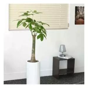 프리미엄대형파키라 대형 식물 거실 개업 축하 승진 화분