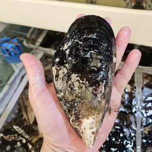 [하프클럽/오티마트]동해 자연산 섭 1kg (4-5미 내외) x 4개