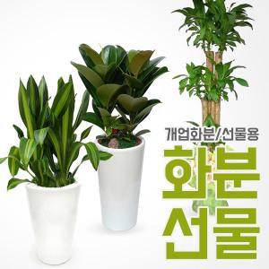 공기정화식물 관엽식물 개업화분 인테리어화분 꽃배달