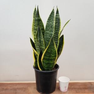 [소나무길] 공기정화식물 슈퍼바 산세베리아 110