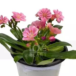 레위시아(꽃색랜덤발송) 낸시아 레시아 야생화 다육성야생화 식물키우기 초화