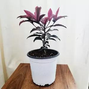 하늘꽃농원 홍공작 무늬만냥금 중품