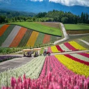 부산출발 삿포로 3일 #가성비만점 #삿포로 #비에이 #후라노 #시내호텔 #온천호텔