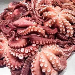 자숙 문어 10kg 급속냉동 통문어 숙회 업소용 제수용