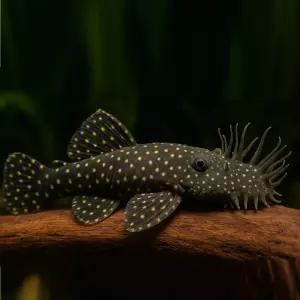 블랙안시 숏핀 2마리